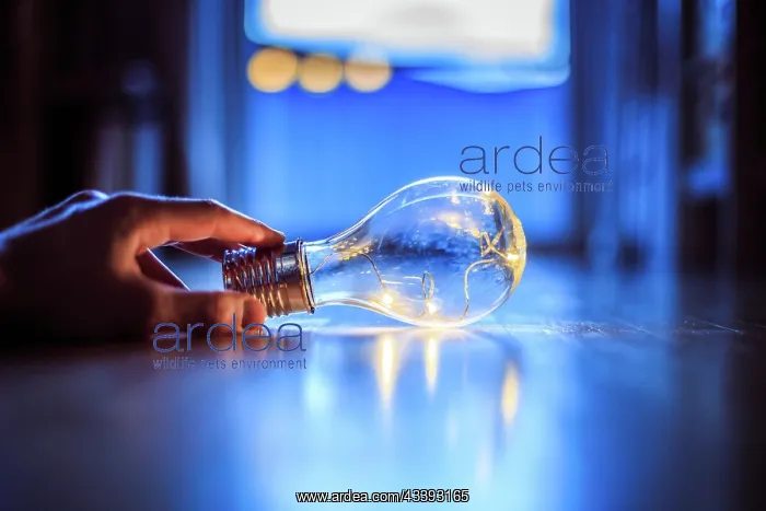 : Hands are holding a LED lightbulb over the wooden : Hands are holding a LED lightbulb over the wooden