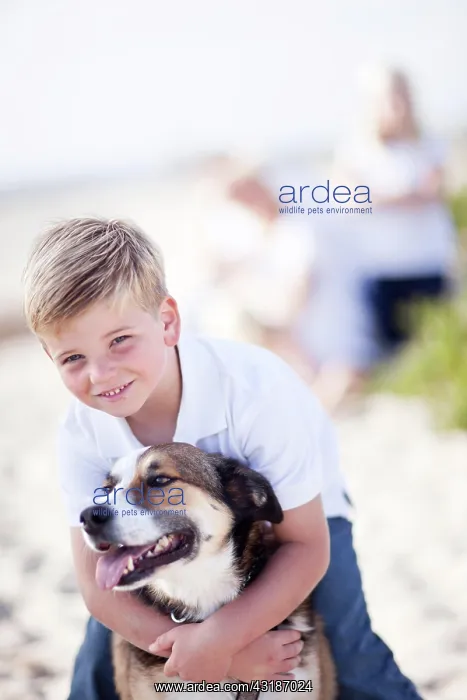 : Handsome young boy playing with his dog at the beach : Handsome young boy playing with his dog at the beach