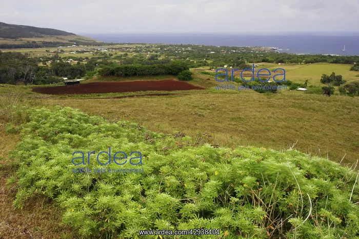 : Hanga Roa, principal town of the island, and its : Hanga Roa, principal town of the island, and its