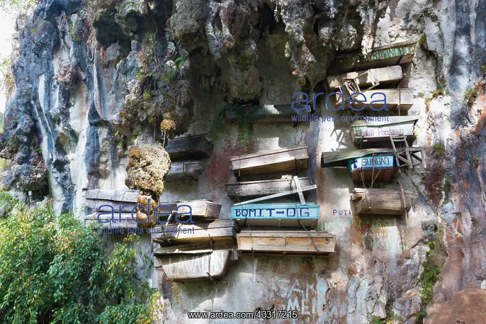 : Hanging coffins, Echo Valley, Sagada, Mountain Province : Hanging coffins, Echo Valley, Sagada, Mountain Province