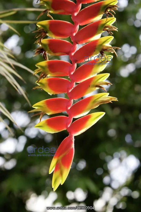 : Hanging Lobster Claw - in park : Hanging Lobster Claw - in park