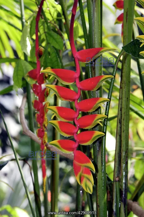 : Hanging Lobster Claw - in park : Hanging Lobster Claw - in park
