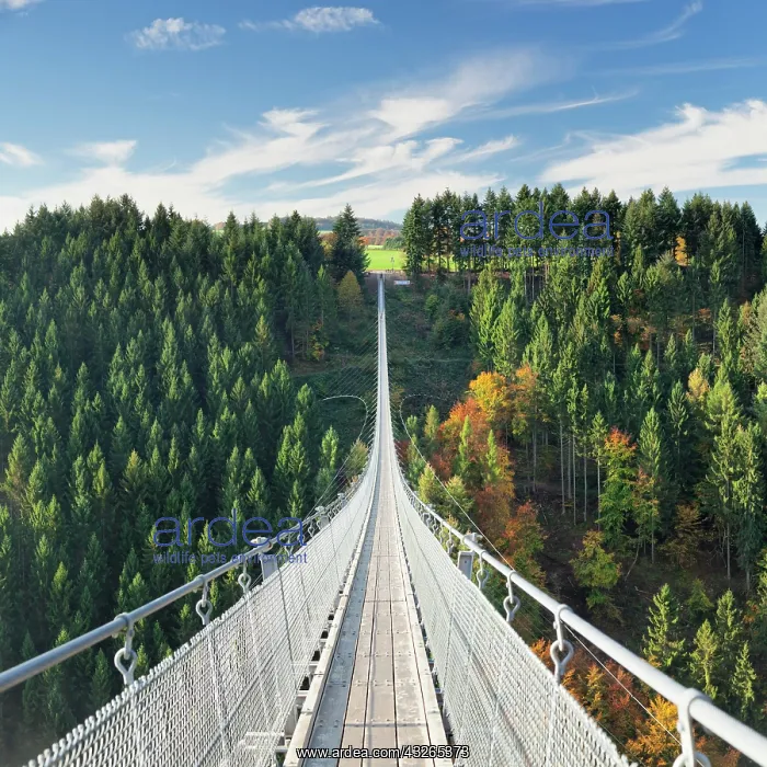 : Hanging rope bridge Geierlay, M&, x1b2ce4;orfer Bachtal : Hanging rope bridge Geierlay, M&, x1b2ce4;orfer Bachtal