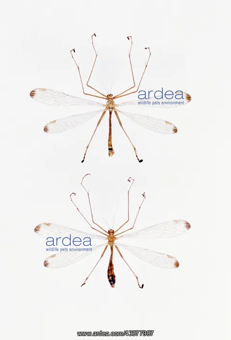 : Hanging Scorpionflies : Hanging Scorpionflies