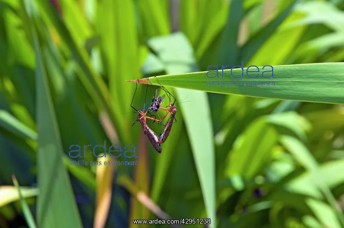 : Hangingflies - mating while male presents female : Hangingflies - mating while male presents female