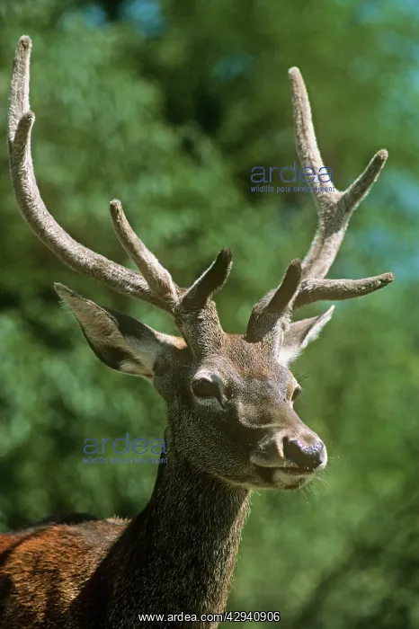 : Hangul / Kashmir Deer - 2 years old : Hangul / Kashmir Deer - 2 years old