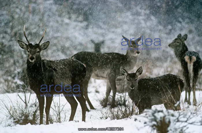 : Hangul / Kashmir Deer : Hangul / Kashmir Deer