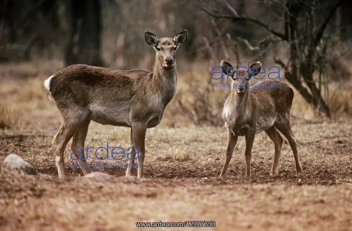 : Hangul / Kashmir Deer - female with yearling : Hangul / Kashmir Deer - female with yearling