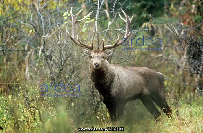 : Hangul / Kashmir Deer - male : Hangul / Kashmir Deer - male