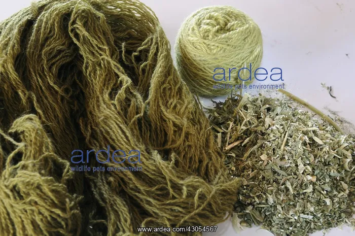 : Hank of Sheep wool dyed craftsmen and Reseda : Hank of Sheep wool dyed craftsmen and Reseda