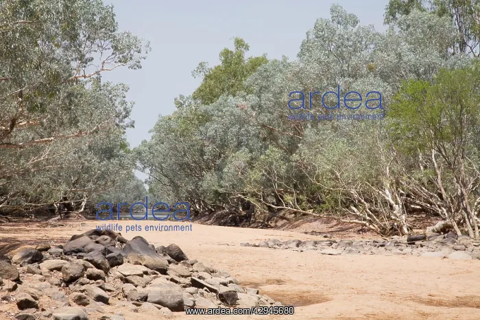 : The Hann River lined with Silver Melaleucas and : The Hann River lined with Silver Melaleucas and