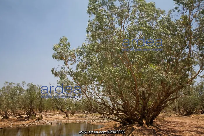 : The Hann River with a Silver Melaleuca / Paperbark : The Hann River with a Silver Melaleuca / Paperbark