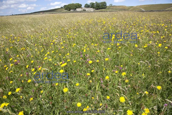 : Hannah's wildflower meadow, Nature Reserve SSI : Hannah's wildflower meadow, Nature Reserve SSI