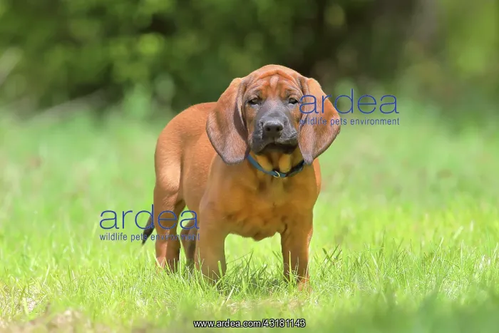 : Hannoverscher Schweiihund (Canis lupus familiaris)