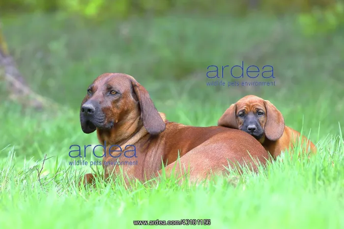 : Hannoverscher Schweiihund (Canis lupus familiaris) : Hannoverscher Schweiihund (Canis lupus familiaris)