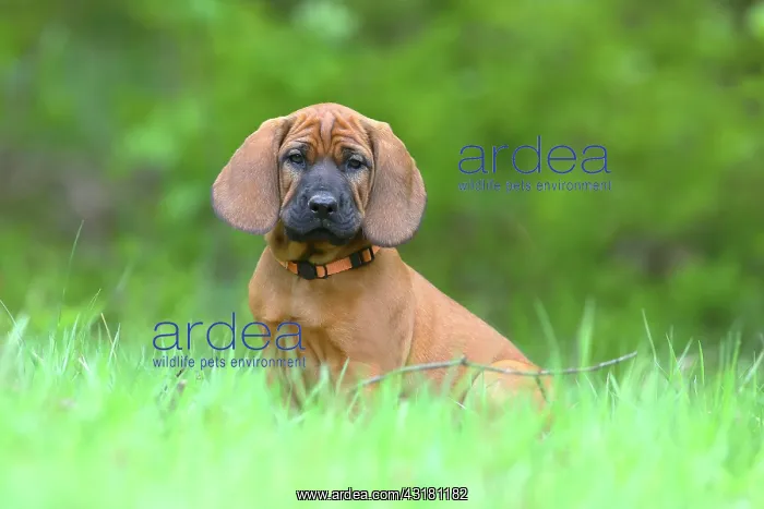 : Hannoverscher Schweiihund (Canis lupus familiaris) : Hannoverscher Schweiihund (Canis lupus familiaris)