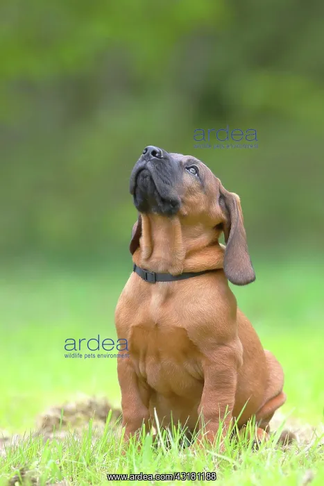 : Hannoverscher Schweiihund (Canis lupus familiaris) : Hannoverscher Schweiihund (Canis lupus familiaris)