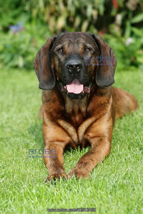 : Hanover Hound - hunting dog lying down in garden : Hanover Hound - hunting dog lying down in garden