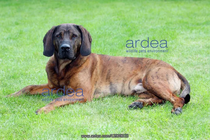 : Hanover Hound, hunting dog resting in garden : Hanover Hound, hunting dog resting in garden