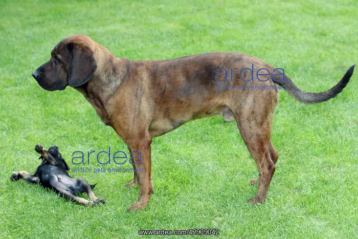 : Hanover Hound and Westfalen Terrier Puppy, two : Hanover Hound and Westfalen Terrier Puppy, two