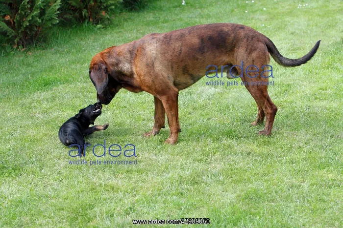 : Hanover Hound and Westfalen Terrier Puppy, two : Hanover Hound and Westfalen Terrier Puppy, two
