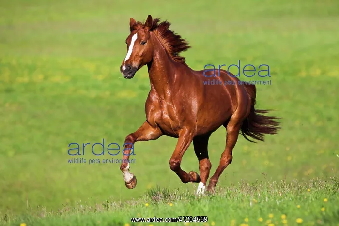 : Hanoverian, bay, galloping in a meadow : Hanoverian, bay, galloping in a meadow