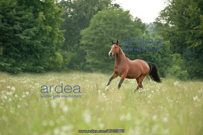 : Hanoverian horse galloping across a meadow : Hanoverian horse galloping across a meadow