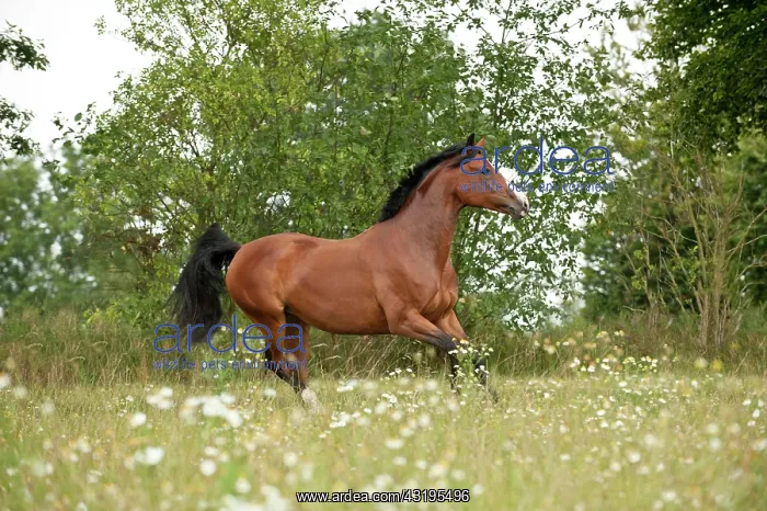 : Hanoverian horse galloping across a meadow : Hanoverian horse galloping across a meadow