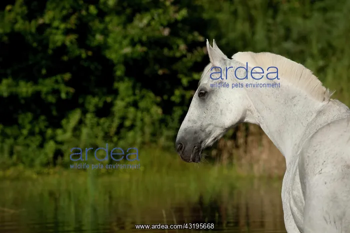 : Hanoverian horse in a lake, portrait : Hanoverian horse in a lake, portrait