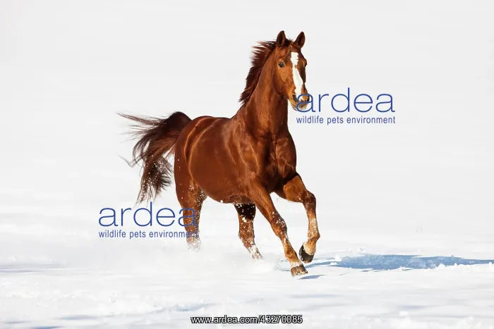 : Hanoverian horse, Sorrel, brown, reddish fur, galloping : Hanoverian horse, Sorrel, brown, reddish fur, galloping