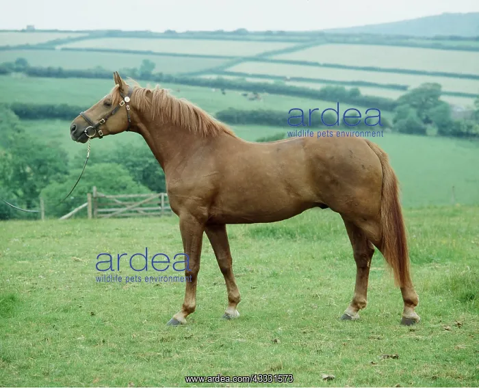 : HANOVERIAN HORSE - side view : HANOVERIAN HORSE - side view