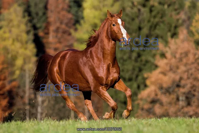 : Hanoverian, Sorrel, brown and reddish fur, galloping : Hanoverian, Sorrel, brown and reddish fur, galloping