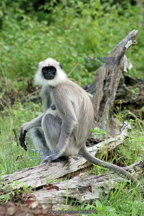 : Hanuman / Common Langur : Hanuman / Common Langur
