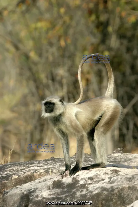 : Hanuman / Grey or Common Langur monkey : Hanuman / Grey or Common Langur monkey