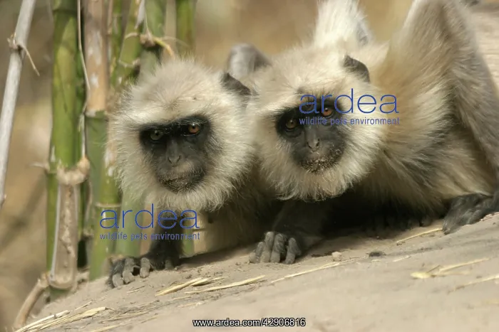 : Hanuman / Grey / Common Langur monkeys - two : Hanuman / Grey / Common Langur monkeys - two