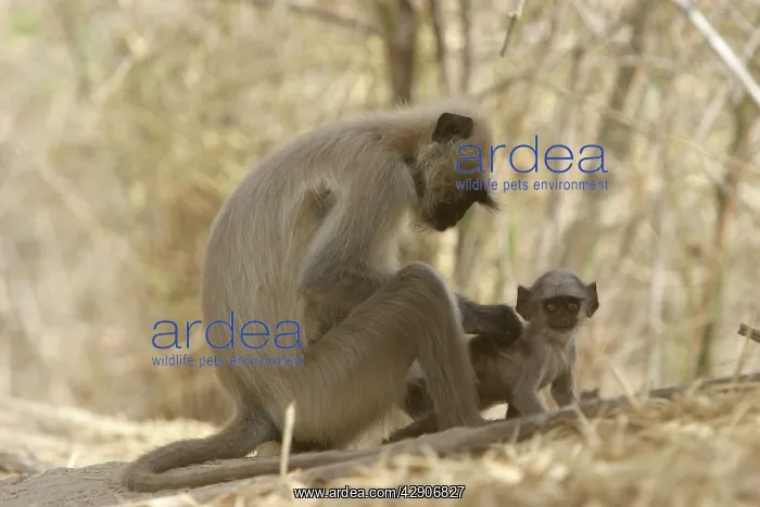 : Hanuman / Grey / Common Langur monkeys - adult : Hanuman / Grey / Common Langur monkeys - adult