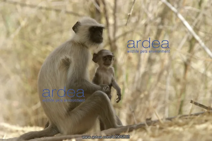 : Hanuman / Grey / Common Langur monkeys - adult and young : Hanuman / Grey / Common Langur monkeys - adult and young