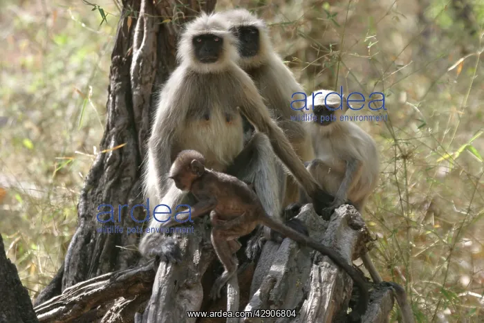 : Hanuman / Grey / Common Langur monkeys - family in tree : Hanuman / Grey / Common Langur monkeys - family in tree