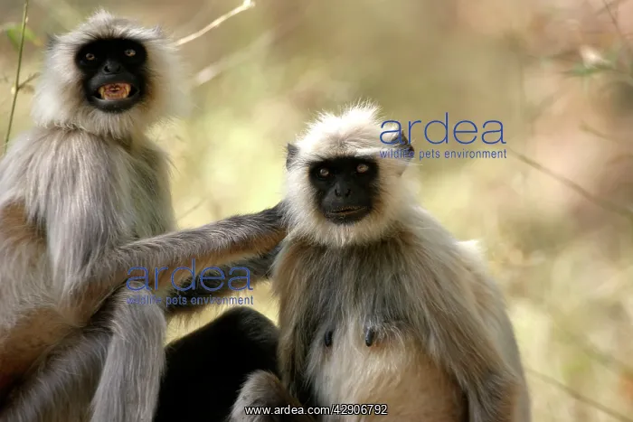 : Hanuman / Grey / Common Langur monkeys - grooming fur : Hanuman / Grey / Common Langur monkeys - grooming fur