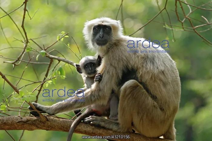 : Hanuman Langoor and Young one, Corbett National : Hanuman Langoor and Young one, Corbett National