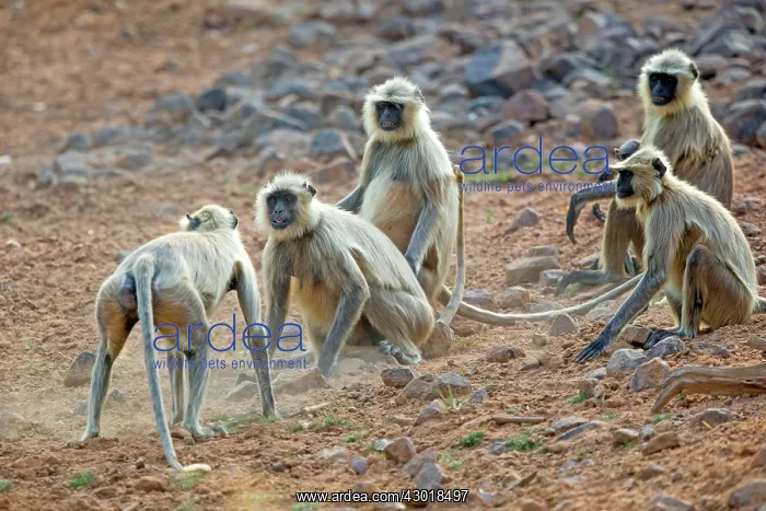 : Hanuman Langur : Hanuman Langur
