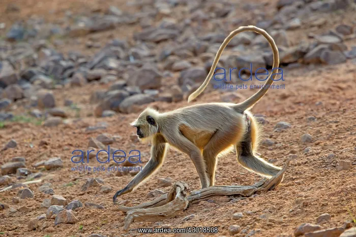 : Hanuman Langur : Hanuman Langur