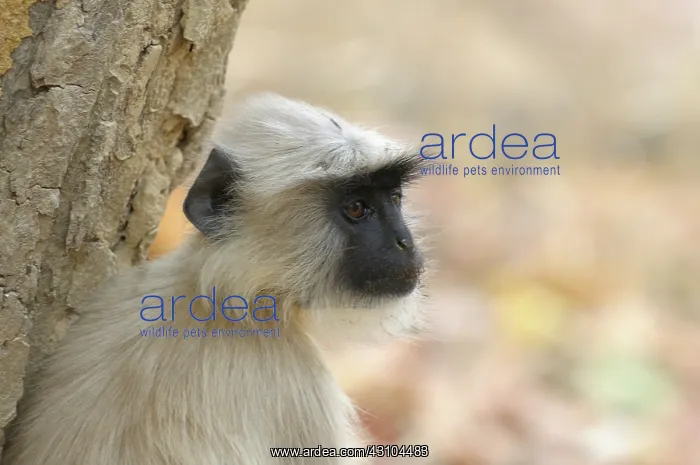 : Hanuman Langur : Hanuman Langur