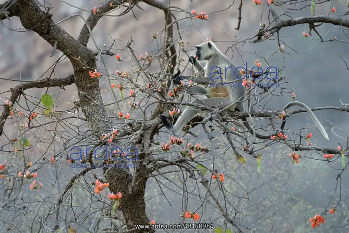 : Hanuman Langur : Hanuman Langur