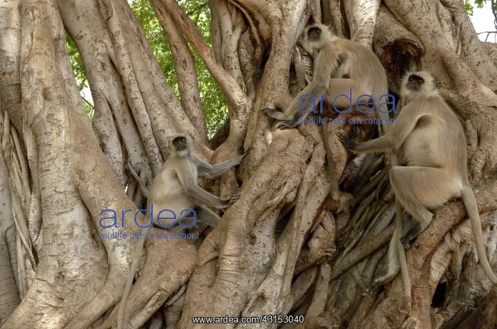 : Hanuman Langur : Hanuman Langur
