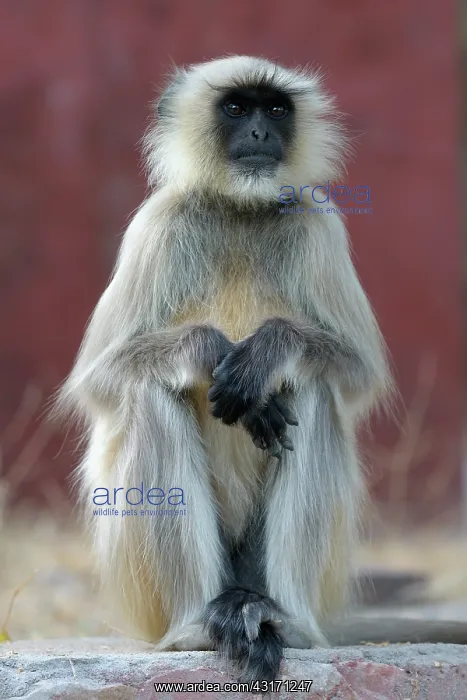 : Hanuman Langur : Hanuman Langur