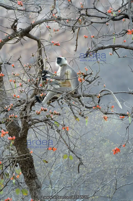 : Hanuman Langur : Hanuman Langur
