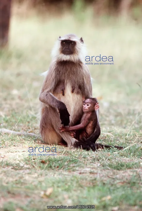 : HANUMAN LANGUR - adult and young : HANUMAN LANGUR - adult and young