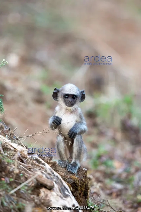  : Hanuman Langur baby