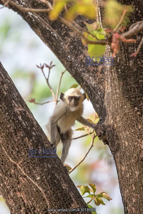 : Hanuman Langur baby : Hanuman Langur baby